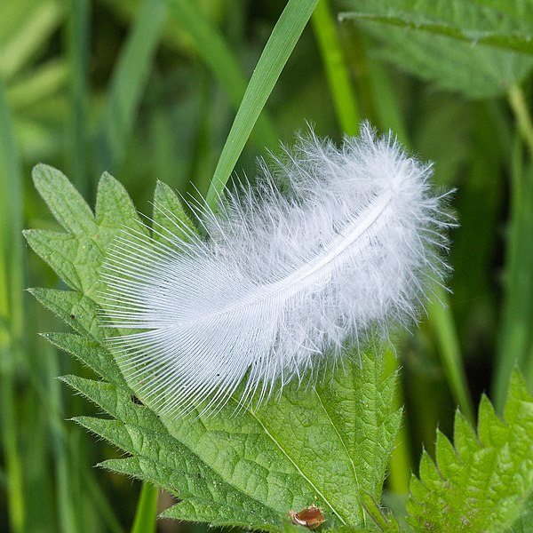 File:Donsveertje in het gras 26-04-2020. (actm.) 03.jpg