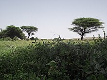 Grassland located in the Nugaal Valley Dooxada Nugaal.jpg