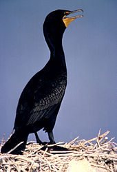 Double-crested cormorant Doublecrestcorm14.jpg