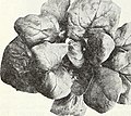 Dreer's novelties and specialties for 1948 - three superb zinnias for every garden (1948) (21048820155).jpg