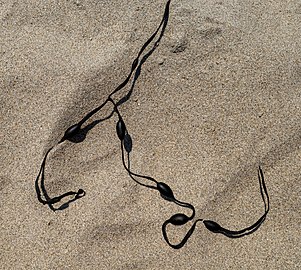 Dried seaweed in the sand, Popham Beach State Park, Maine, US