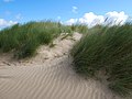 Sand dunes on Instow Beach at Instow.