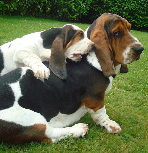 An adult Basset Hound with a puppy on its back