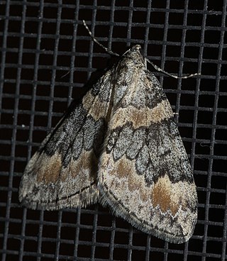 <i>Dysstroma brunneata</i> Species of moth
