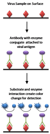 direct elisa diagram