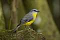 Eastern Yellow Robin, Stafford Farm Track, New South Wales, Australia