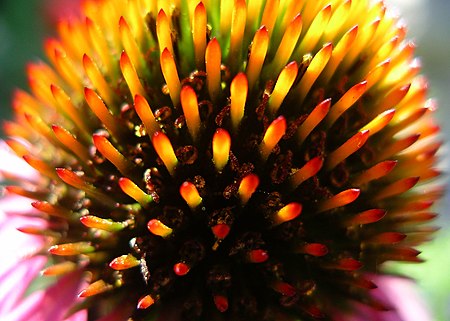 Echinacea-purpura-flower-closeup.jpg