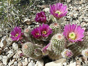 Echinocereus-bonkerae.jpg