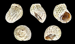 <i>Echinolittorina mespillum</i> Species of gastropod