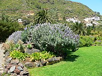 Bloeiende Echium hierrense