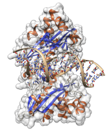Crystal structure of EcoRV in complex with DNA. EcoRV structure.png
