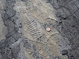 Fossiles d'Édiacarien Mistaken Point Terre-Neuve.jpg
