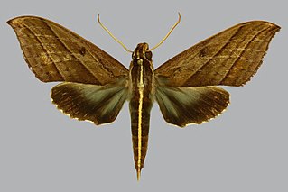 <i>Elibia linigera</i> Species of moth