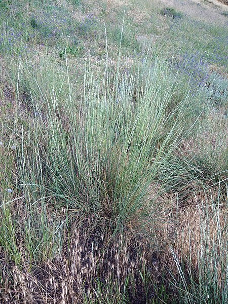 File:Elymus elongatus 80073528.jpg