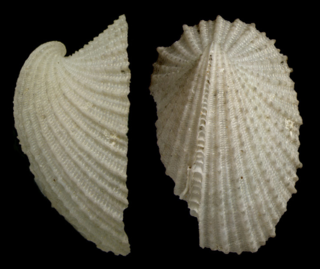 <i>Emarginula multistriata</i> Species of gastropod