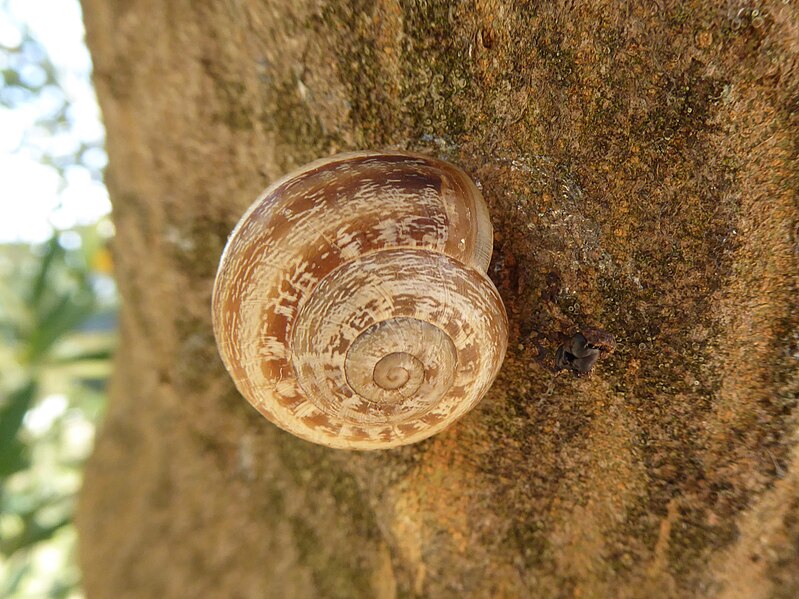 File:Eobania vermiculata St Francis' Way 03.jpg