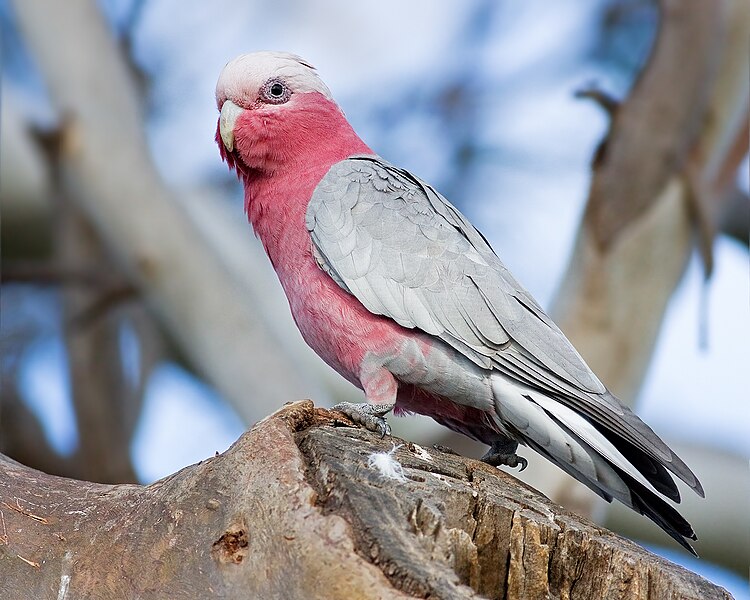 File:Eolophus roseicapilla outside nest.jpg