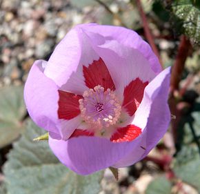 Billedbeskrivelse Eremalche rotundifolia 1.jpg.