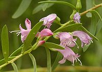 Eremophila (plant)