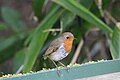 * Nomination: A European robin, Erithacus rubecula, on the ground at the Dublin Zoo. (The bird is not captive, it was just also at the zoo.) --Grendelkhan 07:06, 20 May 2024 (UTC) * Review Noise should be reduced. --Ermell 05:42, 22 May 2024 (UTC)