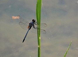 Erythemis credula