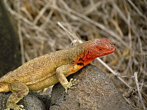 Descrição da imagem do Lagarto Espanola Lava, closeup.jpg.