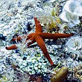 * Nomination Mediterranean red sea star (Echinaster sepositus), Cabo de Palos, Spain --Poco a poco 05:19, 8 June 2023 (UTC) * Promotion  Support Good quality. --Rjcastillo 07:05, 8 June 2023 (UTC)