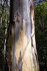 Kayu putih deanei Blue Gum Swamp.JPG