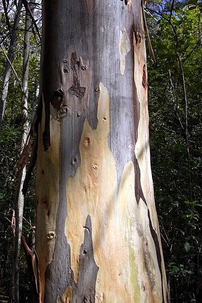 File:Eucalyptus deanei Blue Gum Swamp.JPG