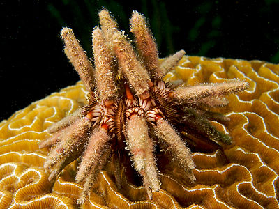 Eucidaris tribuloides (Slate Pencil Urchin)