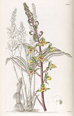 Eulophia pulchra (as Eulophia macrostachya) - Edwards vol 23 pl 1972 (1837). 
 jpg