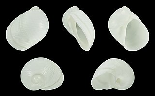 <i>Eunaticina papilla</i> Species of gastropod