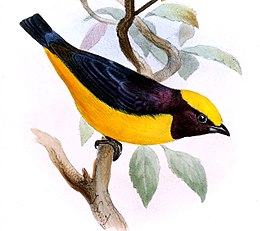 Euphonia saturée - Joseph Smit.jpg