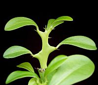 Euphorbia barnhartii