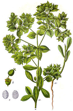 Euphorbia falcata Sturm32.jpg