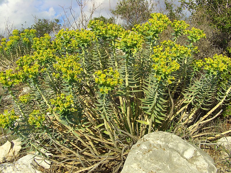 File:Euphorbia rigida.jpg