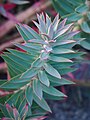 Euphorbia rigida, Wilczomlecz mocny, 2020-07-31