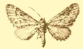 Eupithecia cooptata