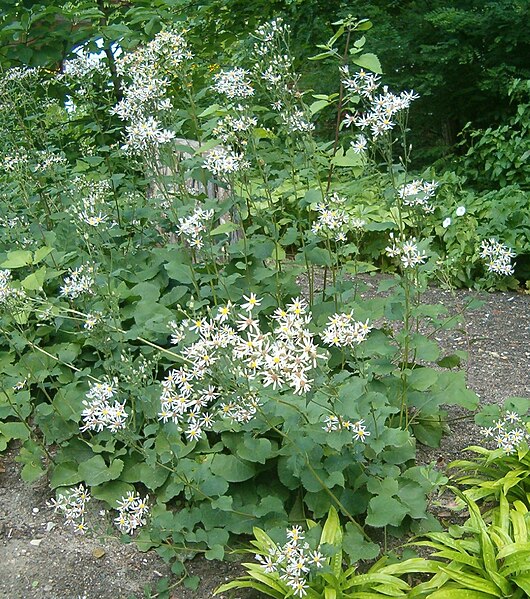 File:Eurybia macrophylla Aster macrophyllus BotGardBln07122011A.jpg