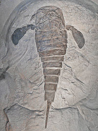 List Of U.s. State Fossils: Wikimedia list article