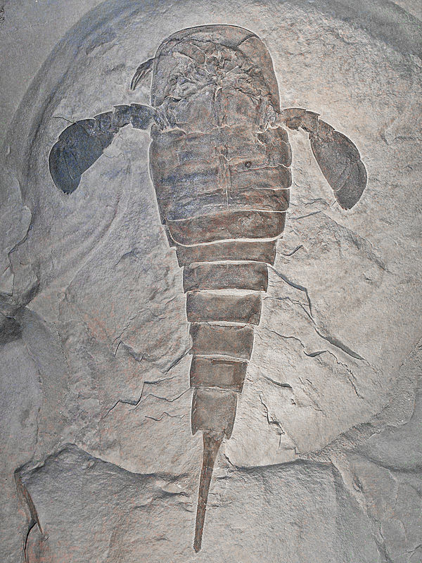 E. remipes from the State Museum of Natural History Karlsruhe, Germany.