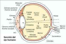 Eyesection-es.svg