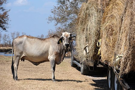 Tập_tin:FEMA_-_38651_-_A_cow_eating_hay_off_a_relief_truck_in_Texas.jpg