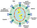 Vorschaubild für Felines Immundefizienz-Virus