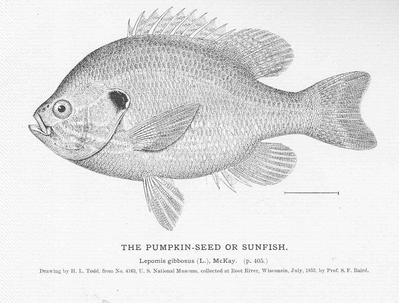 File:FMIB 51020 Pumpkin-Seed or Sunfish.jpeg
