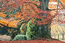 Copper beech in autumn