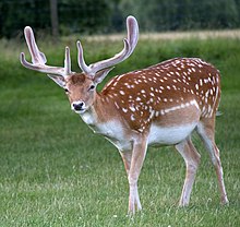 Fallow deer (Dama dama) are also carriers of bTB. Fallow Deer (5863147572).jpg