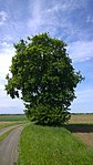 Feldahorn (Acer campestre)