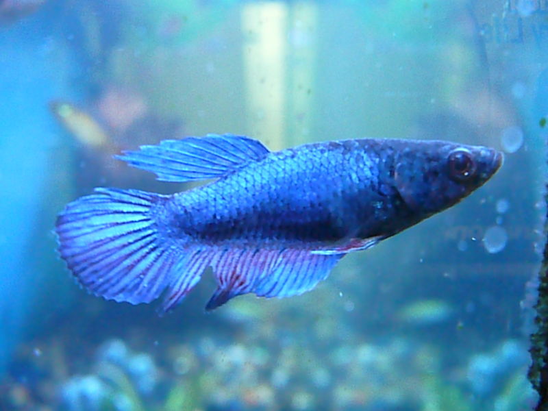 File:Female betta closeup.jpg