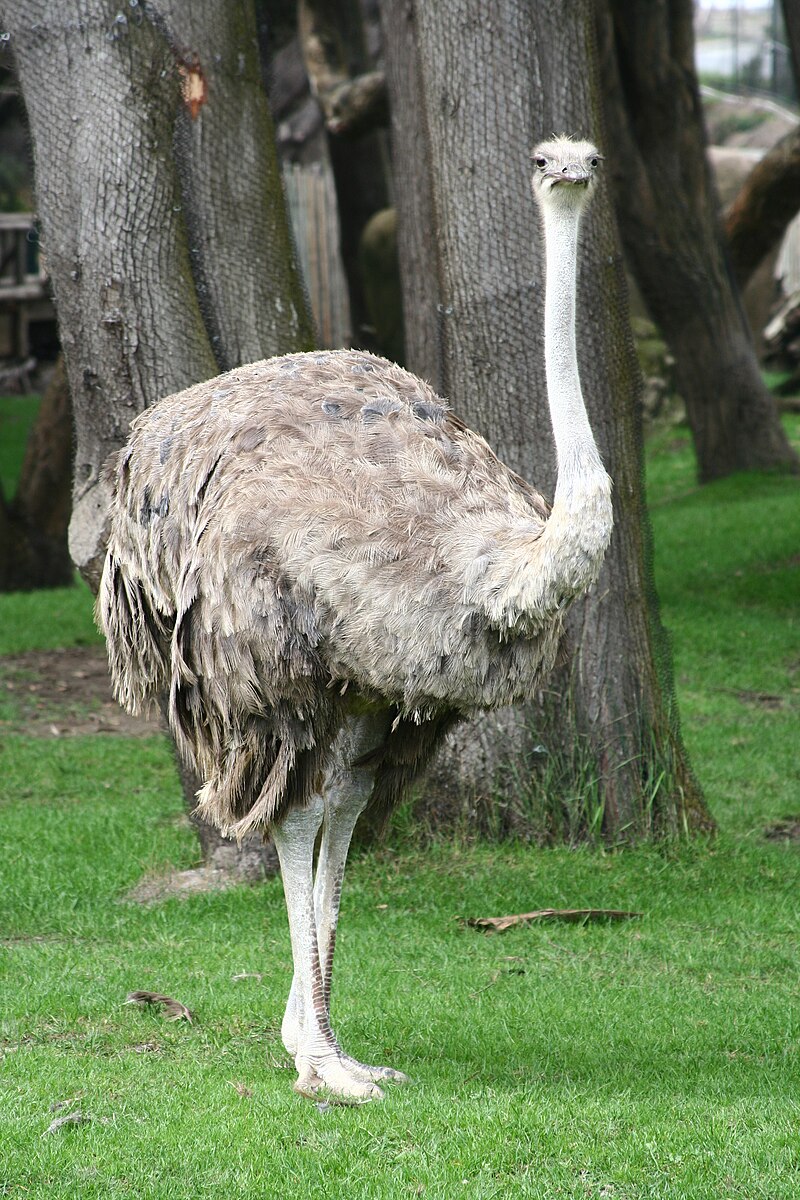 File:female Ostrich.jpg - Wikimedia Commons